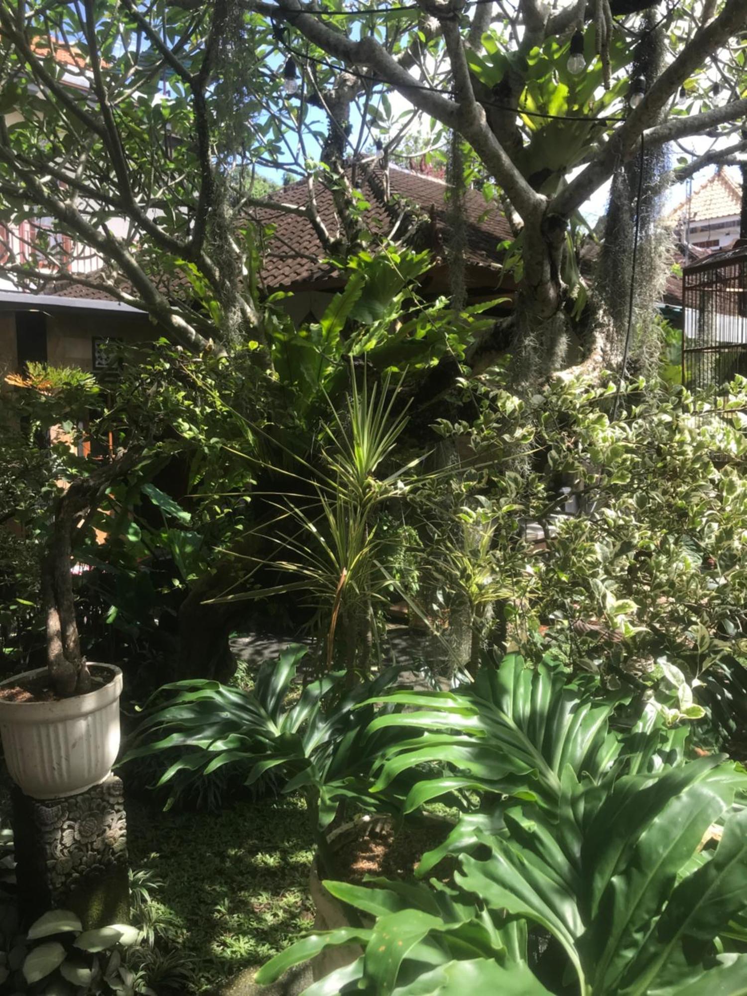 Gus Arditya Homestay Ubud Exterior foto