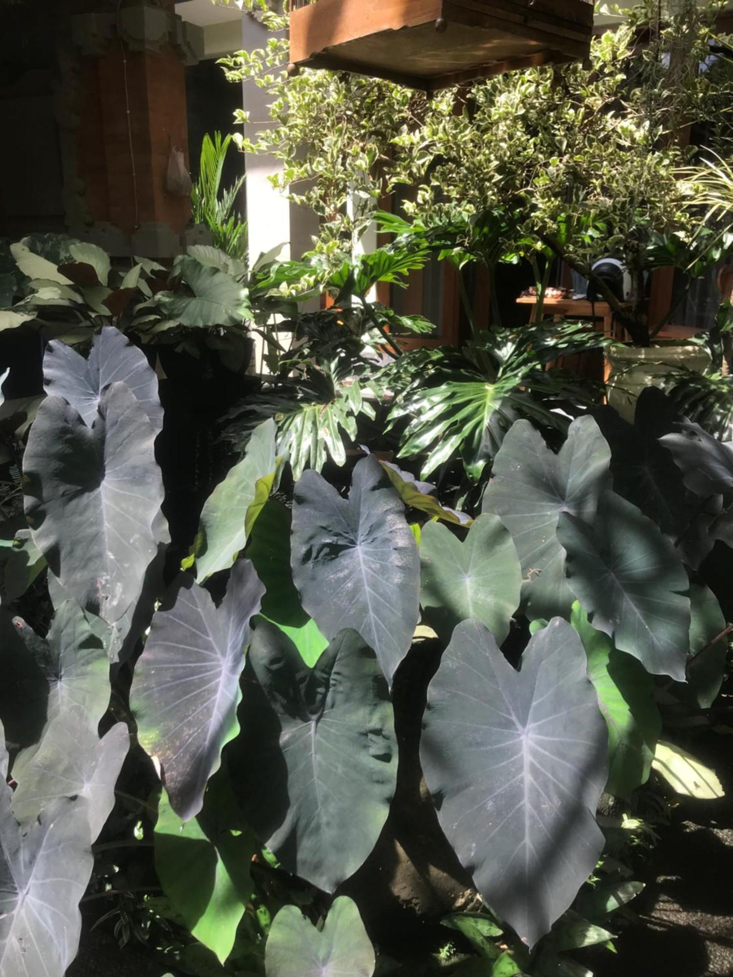 Gus Arditya Homestay Ubud Exterior foto